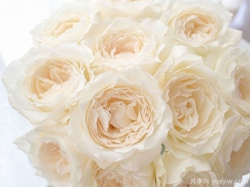 12款纯净洁白的月季品种推荐