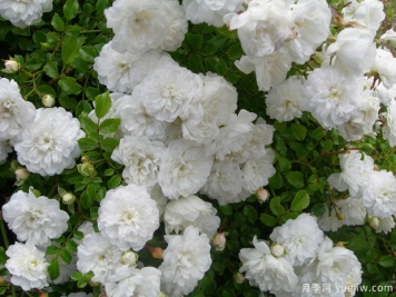 浴雪月季/阵雪月季