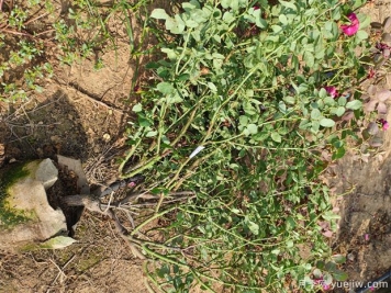 基地多年生5年生欧月盆栽月季大苗出售