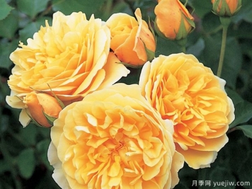 奥斯汀系列中有哪些月季耐高温吗？