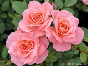 三文鱼阳台月季