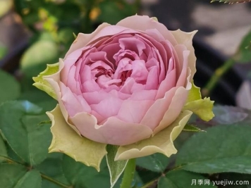 首饰盒月季的优缺点是什么？