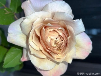 夏洛特佩里安月季/珠光宝气