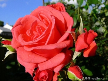 杏醉月季蒙/特苏马月季