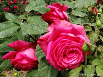 月亮女神月季/西席亚月季/辛西娅月季