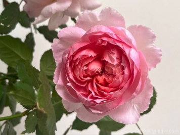 桃染月季的优缺点是什么？