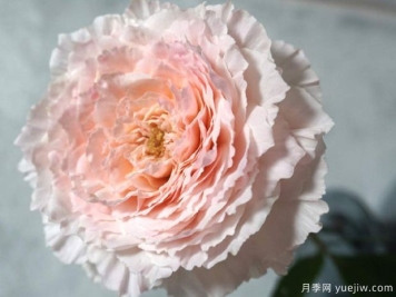 锦绸渺月季/绵绸富力月季