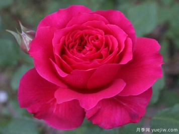 恩典女王月季/格蕾丝王后