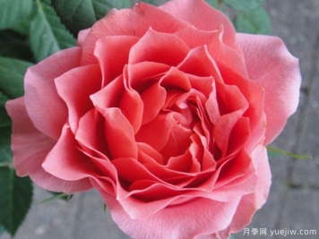 阿罗哈柯德娜月季