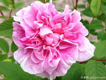 黛莱丝布涅月季