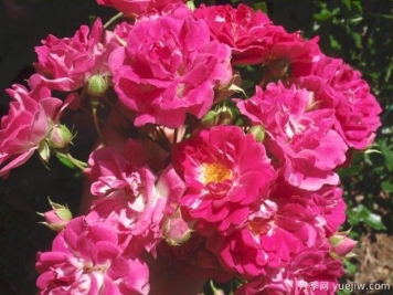 超级埃克塞尔萨月季