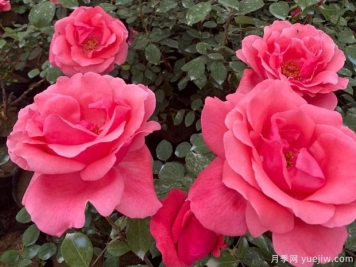 益阳月季市花文化和月季景观