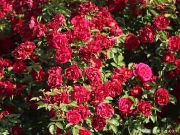 休伊博士月季/休博士