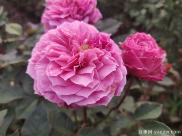 花盆种月季如何长好？挑品种浇好水施好肥