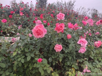 月季多年老化后开花少又小怎么办？做好修剪就可以了