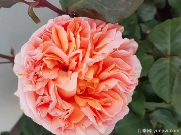 勒内戈西尼月季