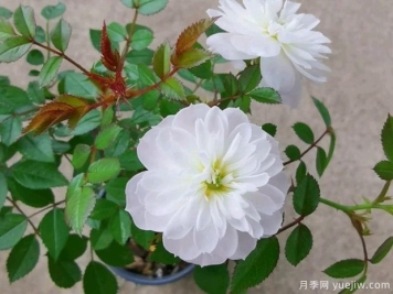 雪姬月季/雪球月季