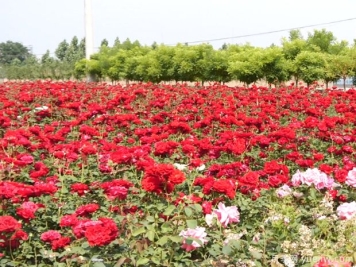 辛集月季市花文化和月季景观
