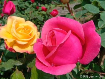 邹城月季市花文化和月季景观