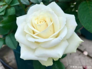 白雪山月季/雪峰月季Mount Shasta