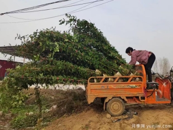 2米高藤本月季6000千棵装扮安徽花墙花篱