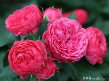 乔治一世国王月季