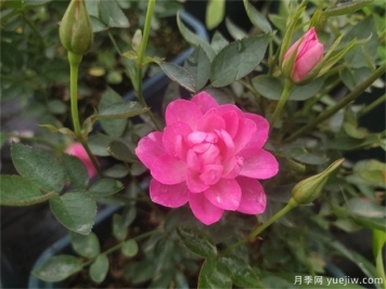 超微型月季嫁接树状月季芽点数量的选择