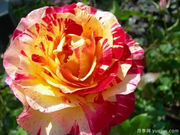 莫里斯尤特里罗月季