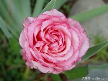 埃克拉克塔月季