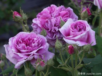 珍妮杜瓦尔月季