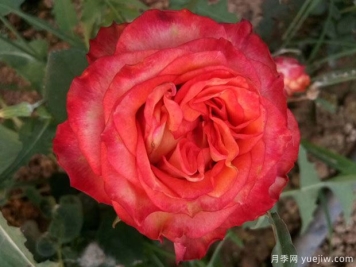 狮子王月季(德国)