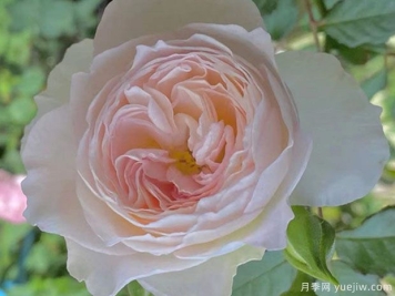 天使的翅膀月季