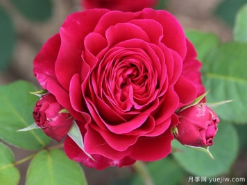 达西月季Darcey