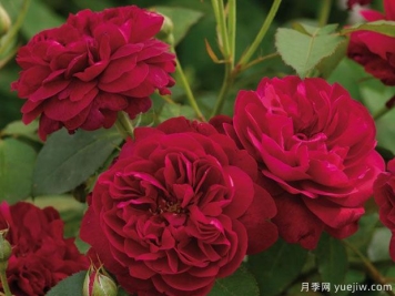 达西布塞尔月季