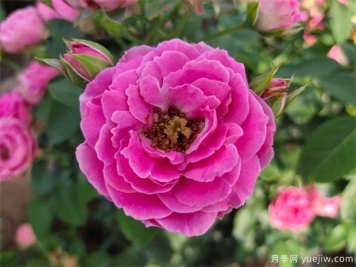 月季叶子出现有黑斑变黄，需要如何防治？