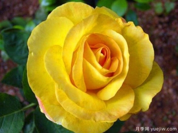 索力多月季/索利多