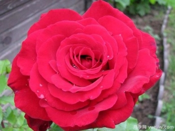 维克多雨果月季