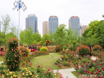 宿州月季市花文化和月季景观