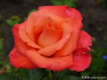 法基尔月季/查克月季