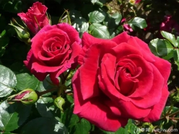 爱情降临月季/痴情月季