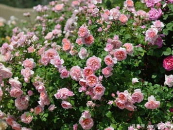 小区绿化常用种植植物有哪些？选择办法