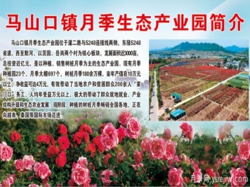 南阳内乡马山口镇月季生态产业园