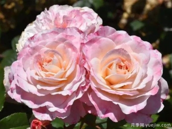 澳大利亚美女月季