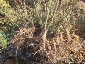 2023年2月最新月季批发价格表