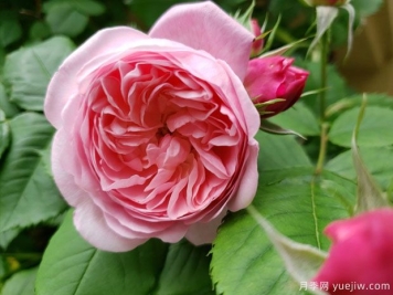 卡斯特桥市长月季