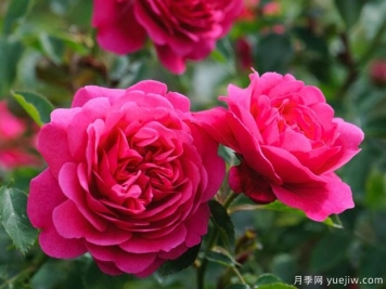 约翰贝杰曼爵士月季