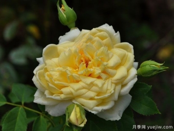 圣阿尔班月季/圣奥尔本月季