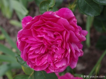 贵族安东尼月季