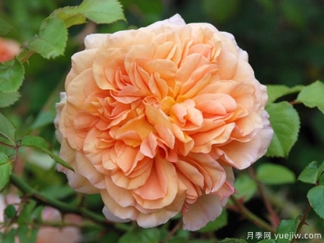 月季育种家：美国保罗巴登Paul Barden