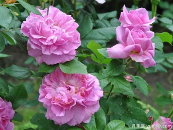 特雷弗格里菲斯月季